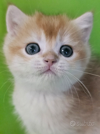 Ultimi 2 meravigliosi cuccioli british shorthair M