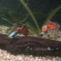 Guppy Dumbo platinum e Tiger thai