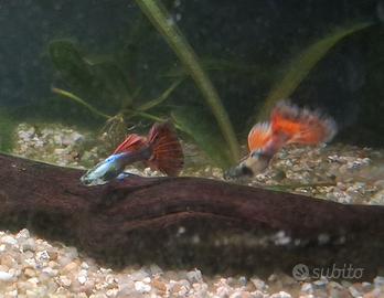 Guppy Dumbo platinum e Tiger thai