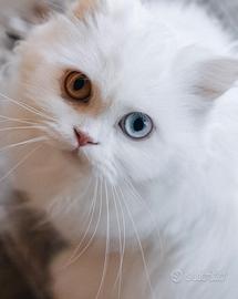 Scottish fold e straight