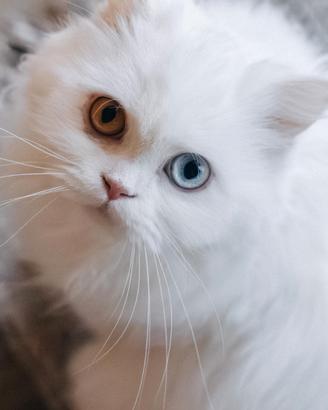 Scottish fold e straight