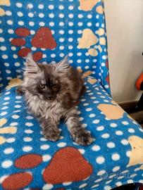Cucciolo Maine Coon