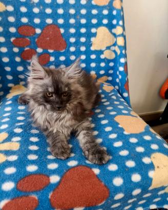 Cucciolo Maine Coon