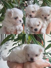 Maltesi linea di sangue coreana