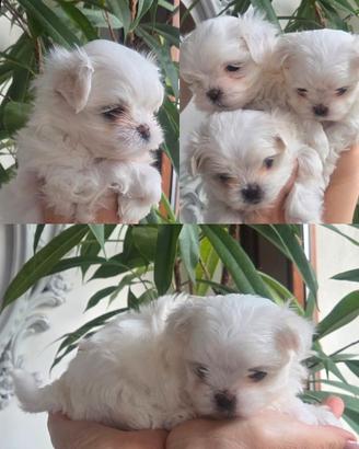 Maltesi linea di sangue coreana