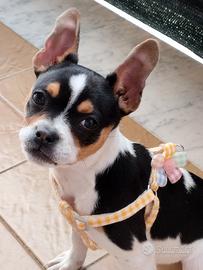 Chihuahua