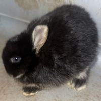 Coniglio nano occhi azzurri