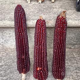 pannocchie di Mais pignoletto da semina 