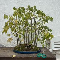 Vari Bonsai e prebonsai