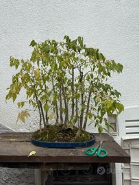 Vari Bonsai e prebonsai