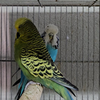Coppia cocorite inglesi