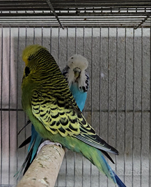 Coppia cocorite inglesi