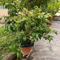 pianta di limone