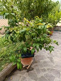 pianta di limone