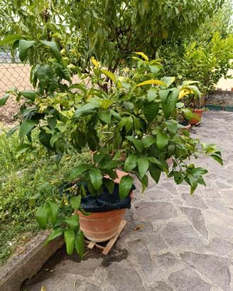 pianta di limone