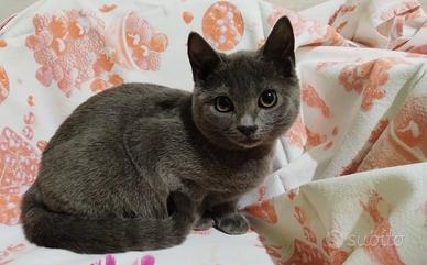 Cuccioli di gatto certosino femmina