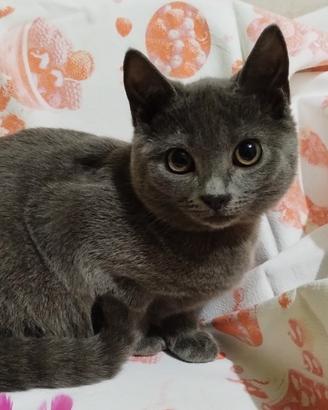 Cuccioli di gatto certosino femmina