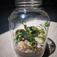 Terrarium Calathea