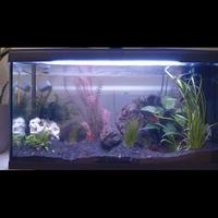acquario 