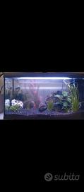 acquario 