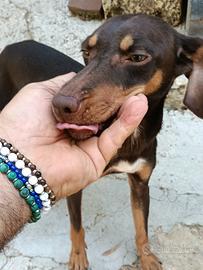 Cane da caccia