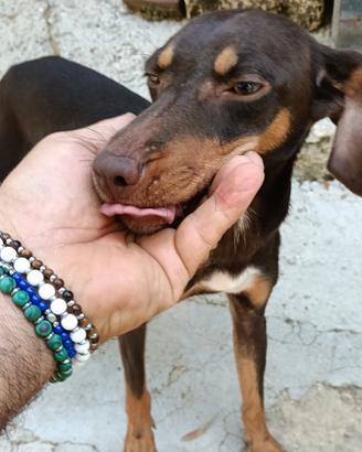Cane da caccia