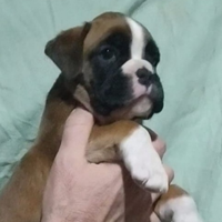 Boxer cuccioli fulvi