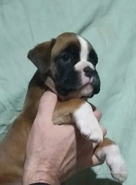 Boxer cuccioli fulvi