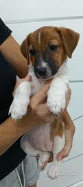 Jack Russell Terrier