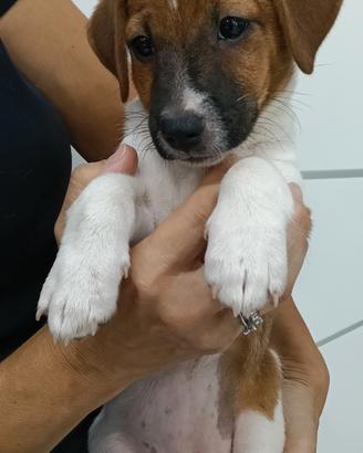Jack Russell Terrier