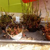 Piante carnivore Drosera intermedia red  e 1 ibrid