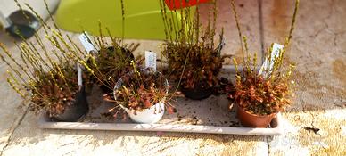 Piante carnivore Drosera intermedia red  e 1 ibrid