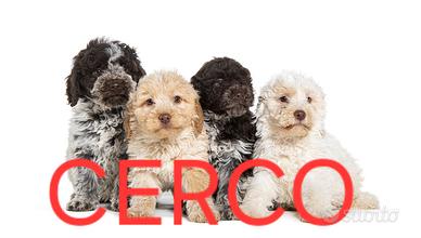 CercoCucciolo Lagotto Romagnolo