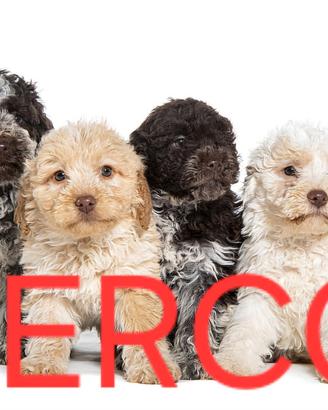 CercoCucciolo Lagotto Romagnolo