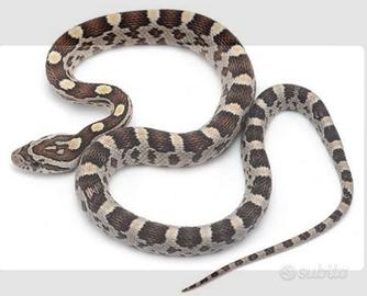 Alpha gatuta (serpente del grano