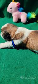 Cuccioli di Shihtzu