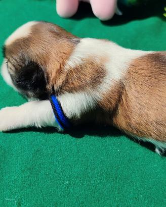 Cuccioli di Shihtzu