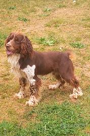 Springer spaniel per monta