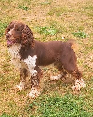 Springer spaniel per monta