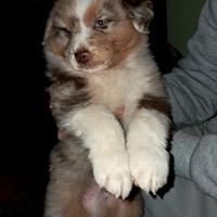 Cucciolo Pastore Australiano