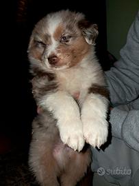 Cucciolo Pastore Australiano