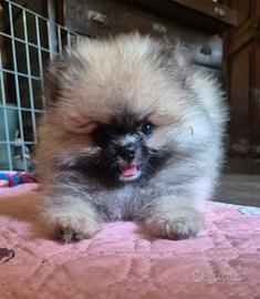 Splendidi volpini di Pomerania - spitz tedesco