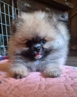Splendidi volpini di Pomerania - spitz tedesco