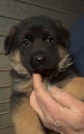 Cucciolo passatore tedesco maschio