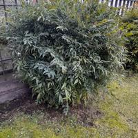Pianta di nandina (bambu' sacro) alta 120 cm.