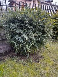 Pianta di nandina (bambu' sacro) alta 120 cm.
