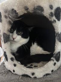 Adozione immediata 6 gatti per lutto