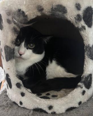 Adozione immediata 6 gatti per lutto