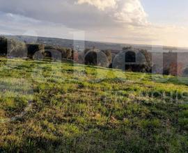 Terreno Agricolo Ostuni [cod. rif6045319VRG]