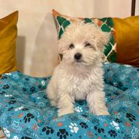 Cane maltese femmina